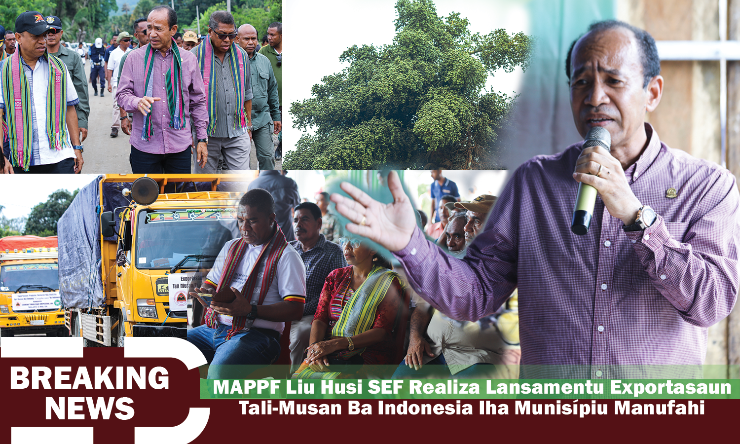 MAPPF Liu Husi SEF Realiza Lansamentu Exportasaun Tali-Musan Ba Indonesia Iha Munisípiu Manufahi