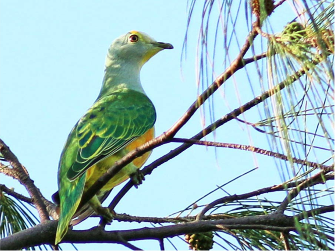 Kuda ai horis iha Mehara