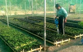 Viveros Komunitaria 2